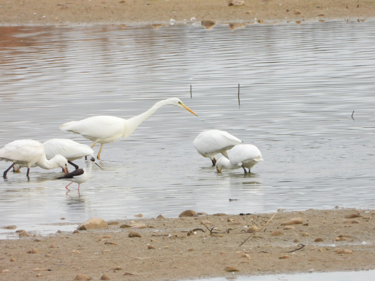 לבנית גדולה - ML646588638