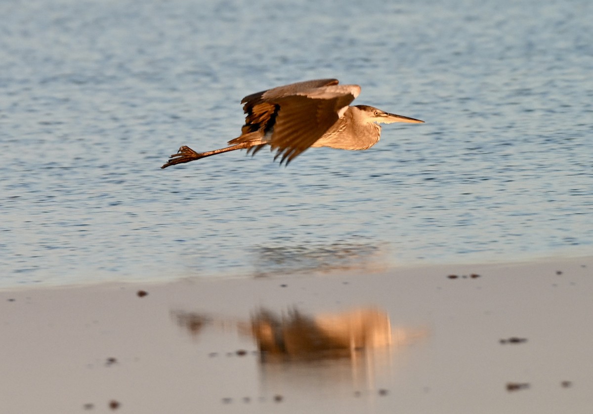 אנפה אמריקנית - ML646588640