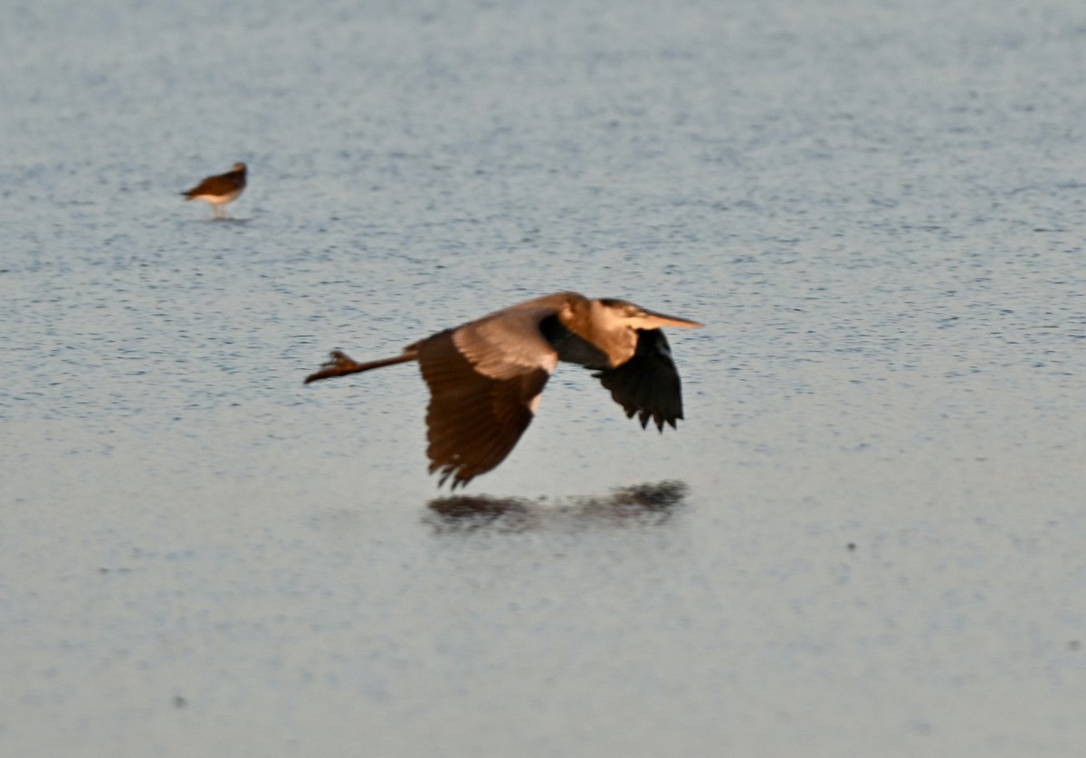 אנפה אמריקנית - ML646588641