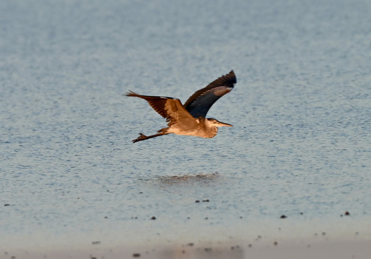 אנפה אמריקנית - ML646588643