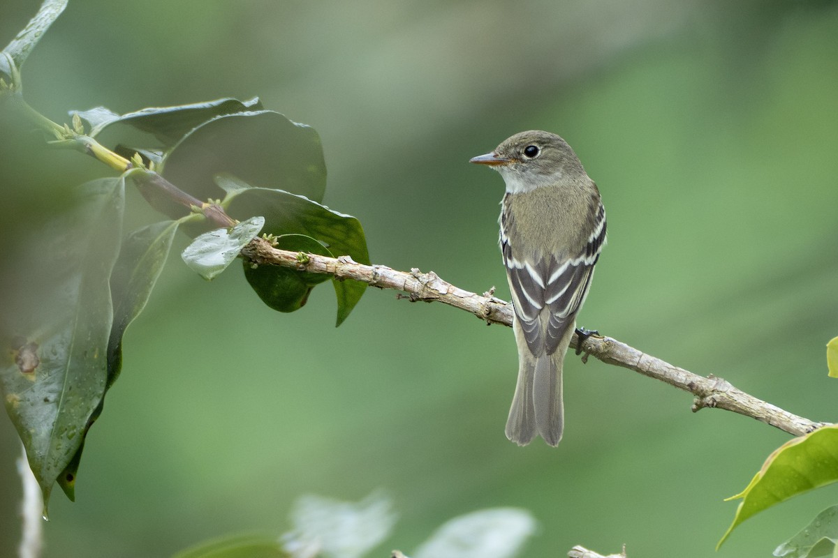 キタメジロハエトリ - ML646588646