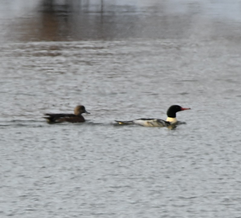 Common Merganser - ML646588647
