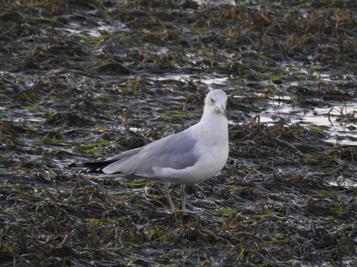 Gaviota de Delaware - ML646588649
