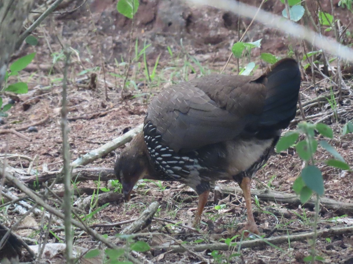 Gray Junglefowl - ML646588659