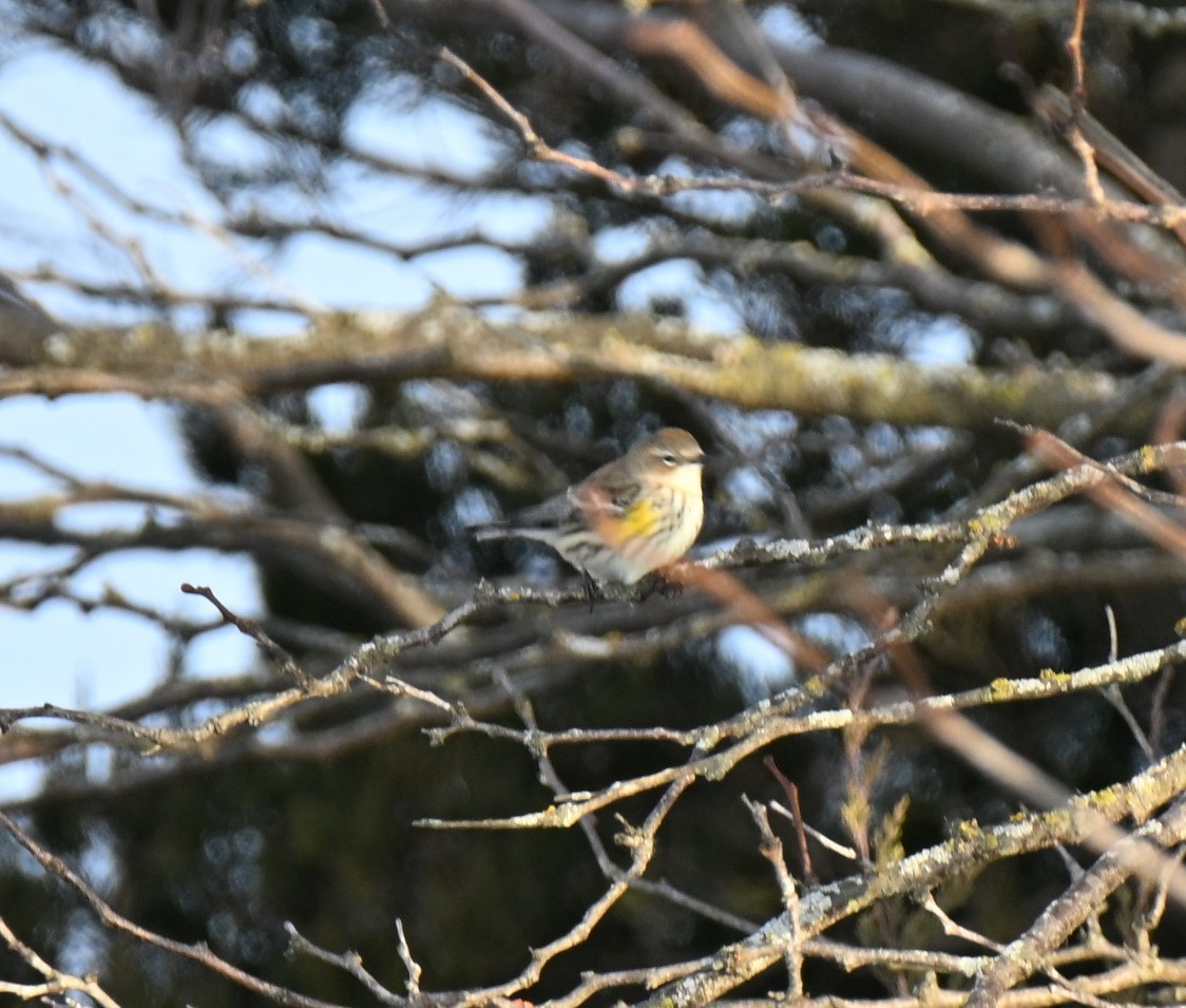 Yellow-rumped Warbler - ML646588662