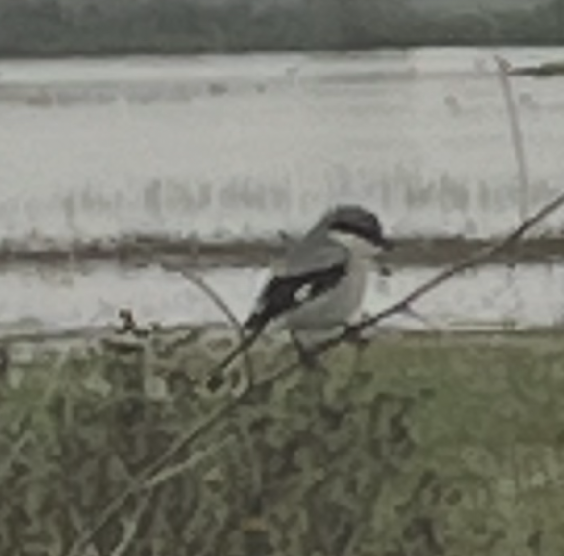 アメリカオオモズ - ML646588663