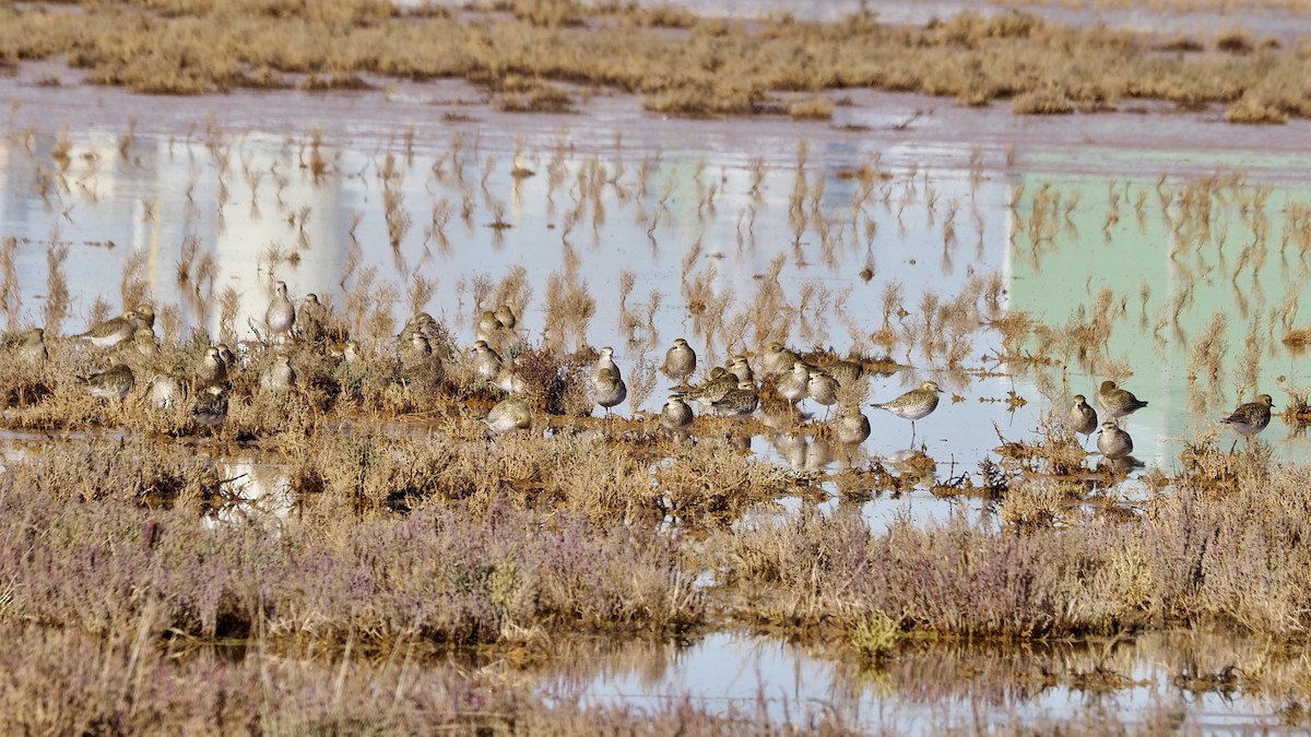 Сивка звичайна - ML646588668