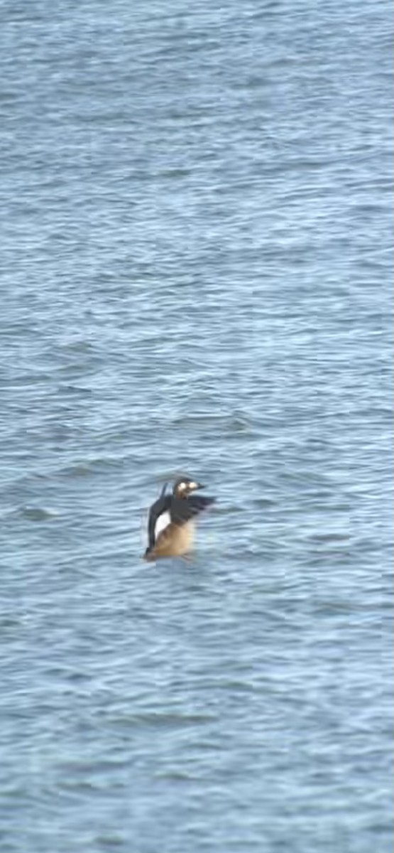 turpan kanadský - ML646588669