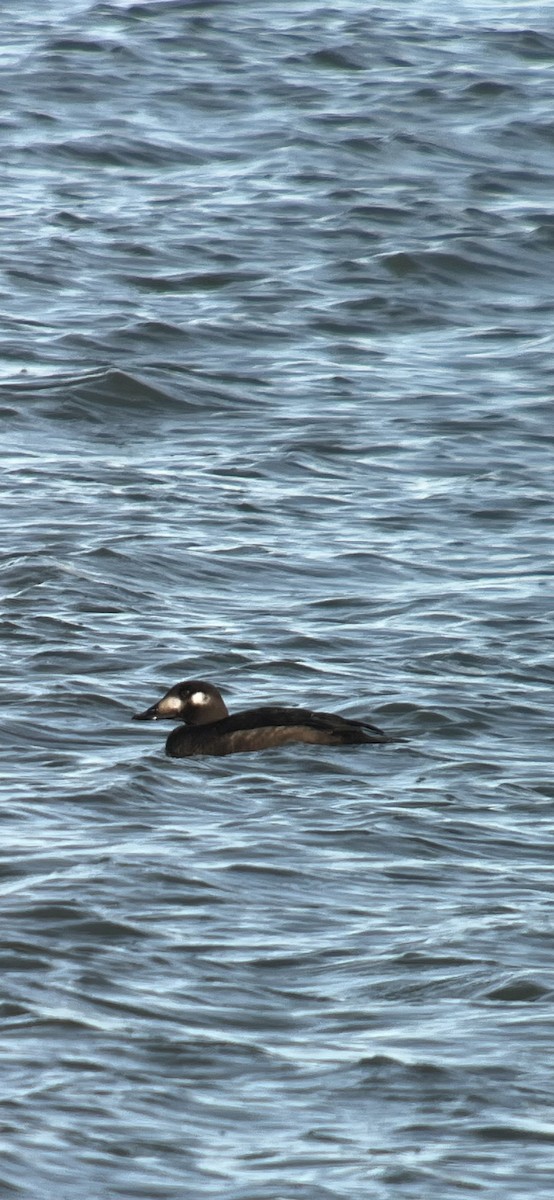 turpan kanadský - ML646588670