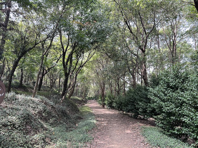 九龙山国家森林公园(Jiulongshan National Forest Park), Zhejiang