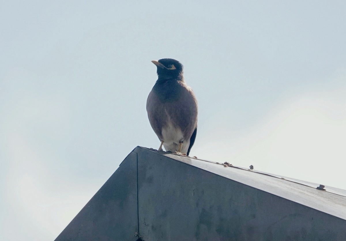 Hirtenmaina - ML646588680