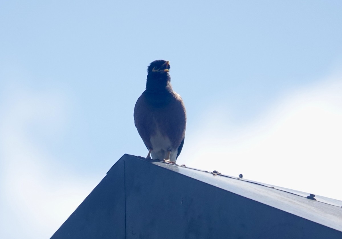 Hirtenmaina - ML646588681