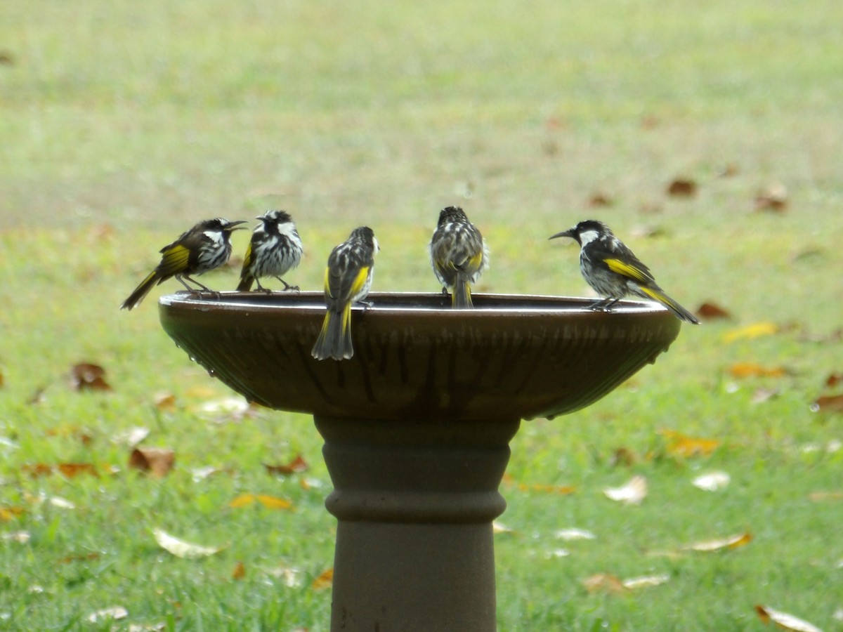 White-cheeked Honeyeater - ML646588682
