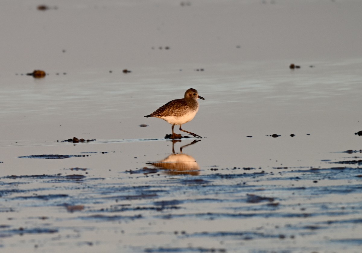 Black-bellied Plover - ML646588684