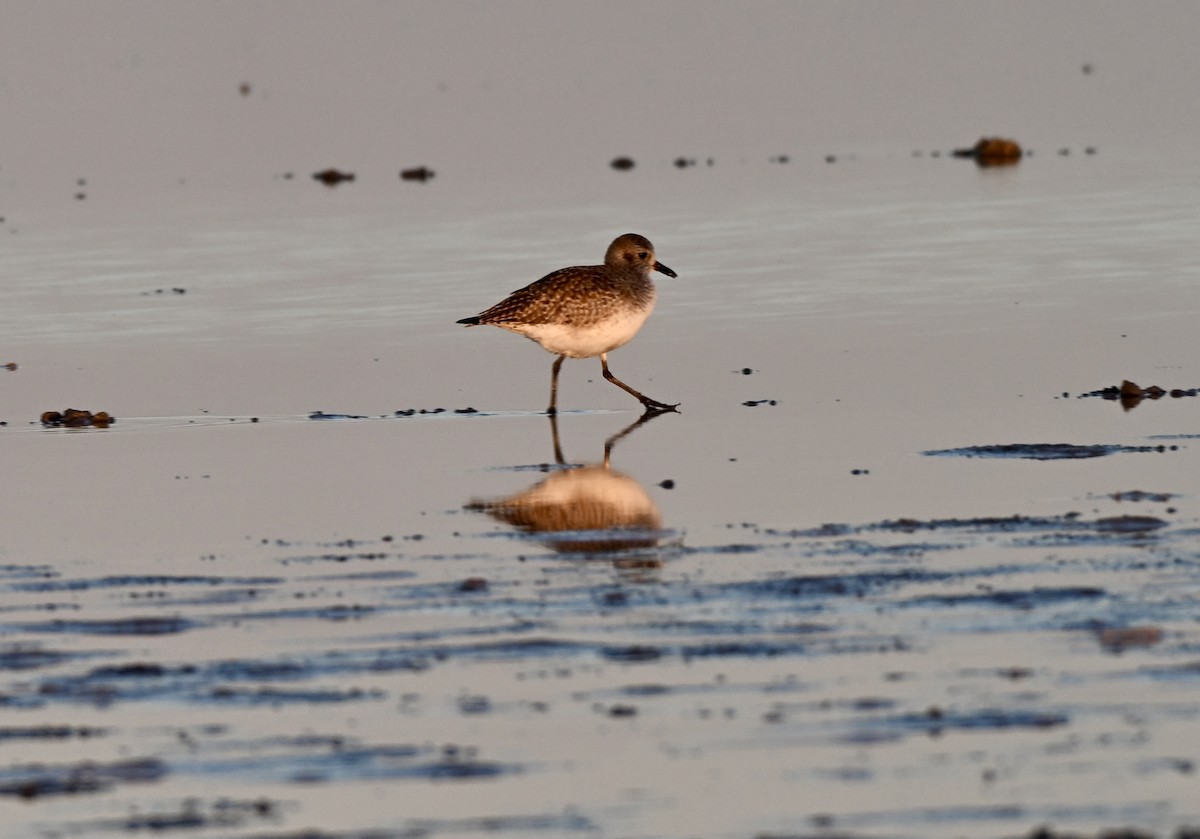 Black-bellied Plover - ML646588685