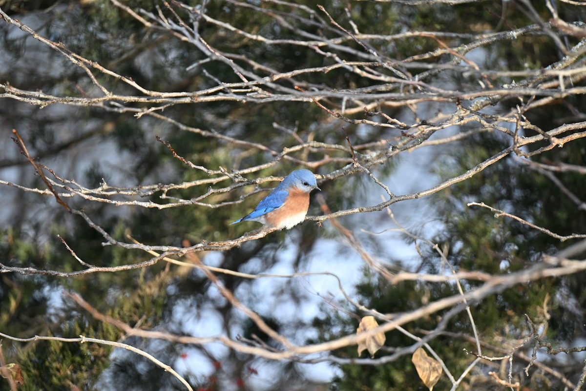 Azulejo Oriental - ML646588686