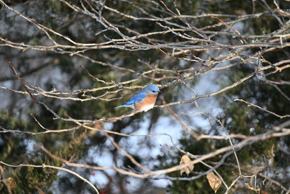 Azulejo Oriental - ML646588687