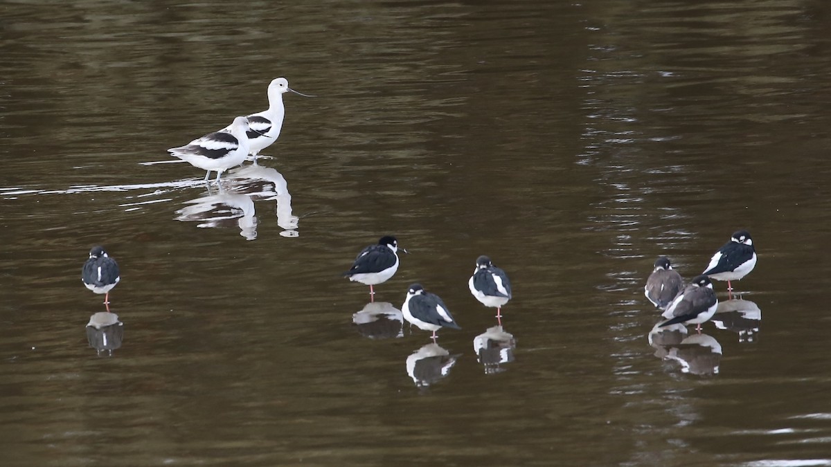 Black-necked Stilt - ML646588688