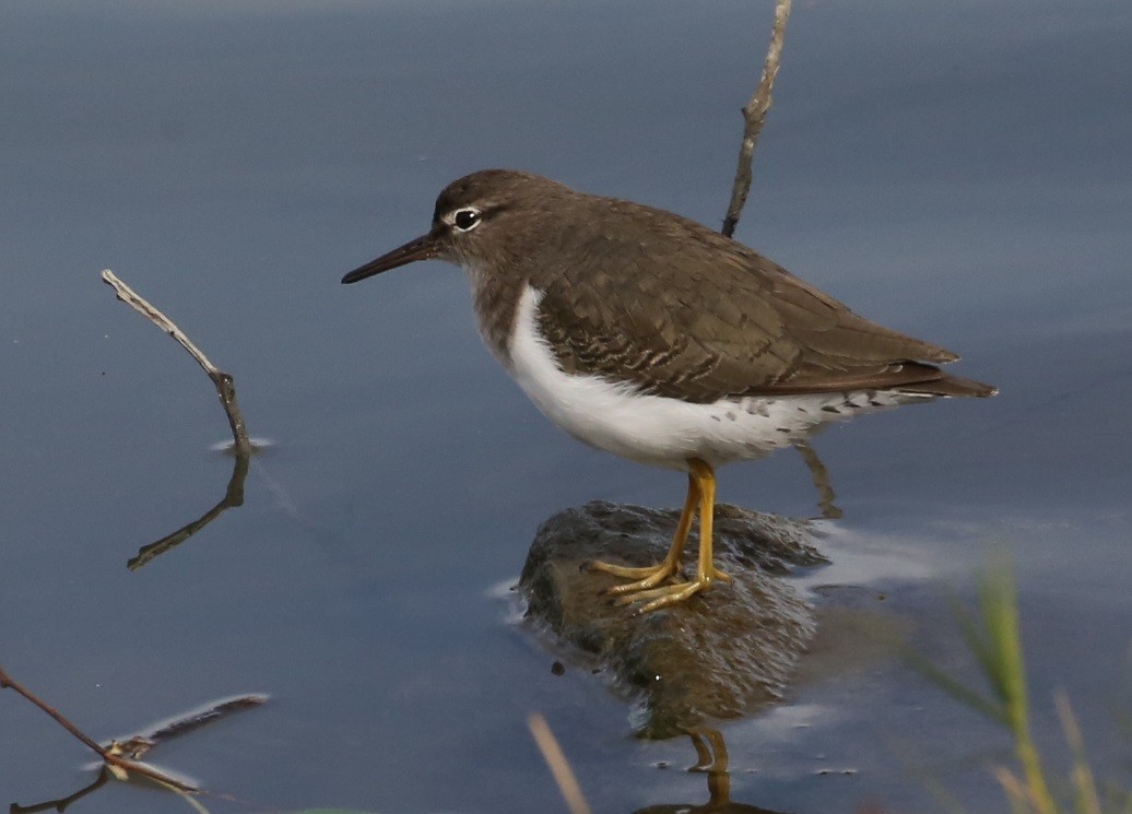 ביצנית נקודה - ML646588691
