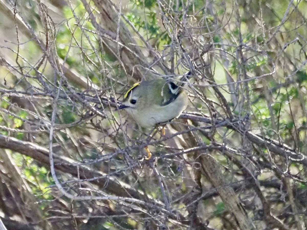 Wintergoldhähnchen - ML646588692