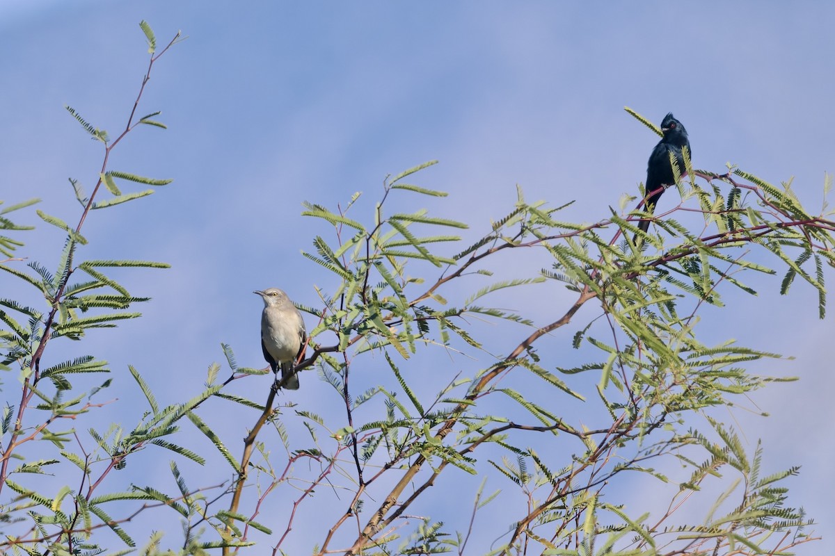 Sinsonte Norteño - ML646588693