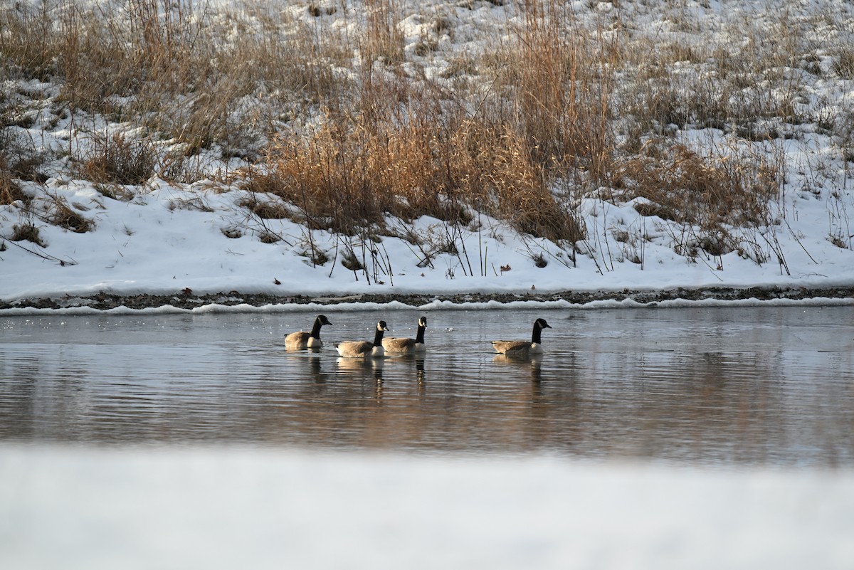 Canada Goose - ML646588696