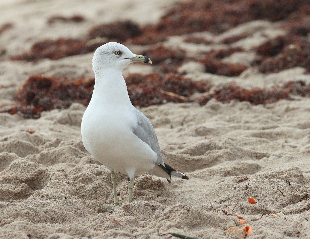 クロワカモメ - ML646588698