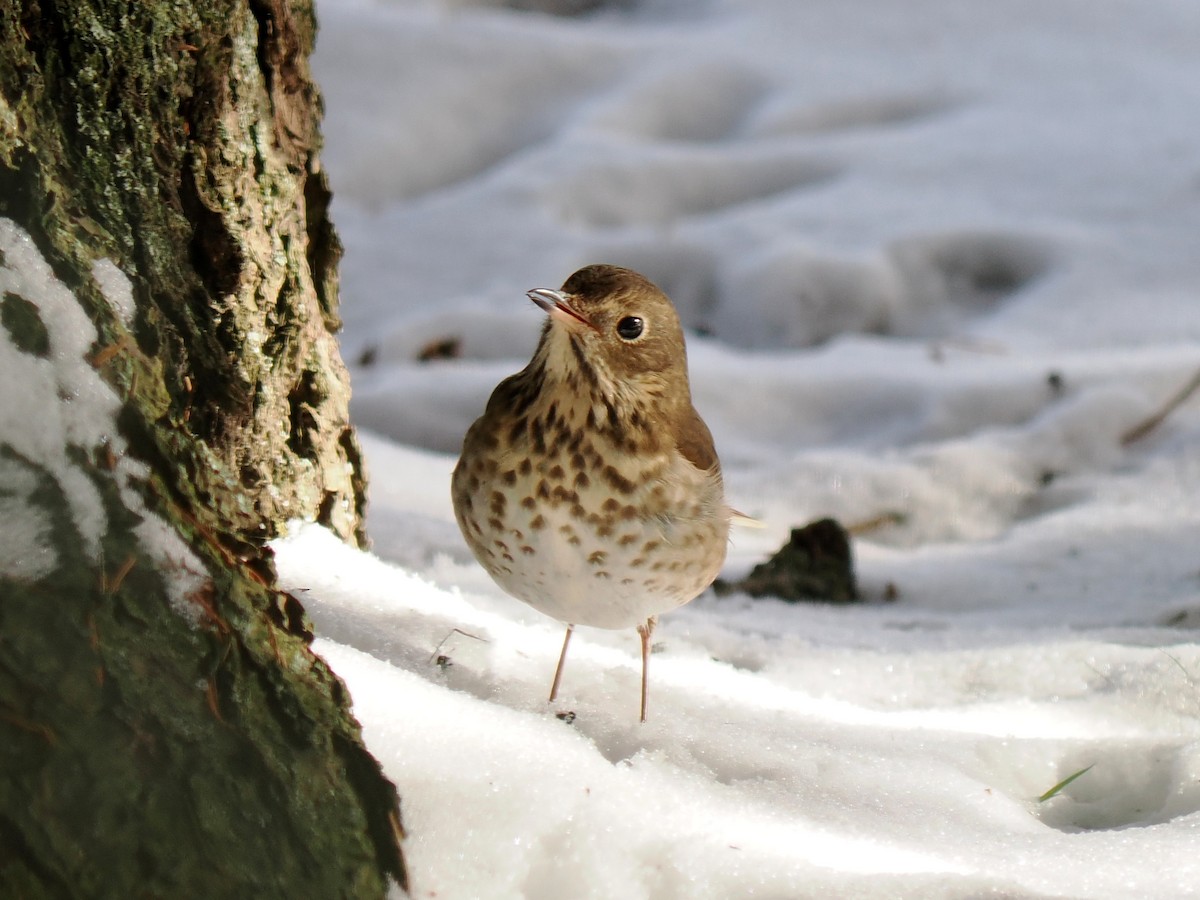 קיכלי חלוד-זנב - ML646588704