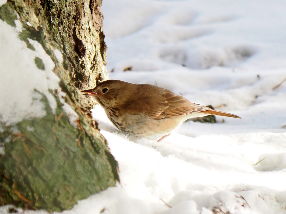קיכלי חלוד-זנב - ML646588706
