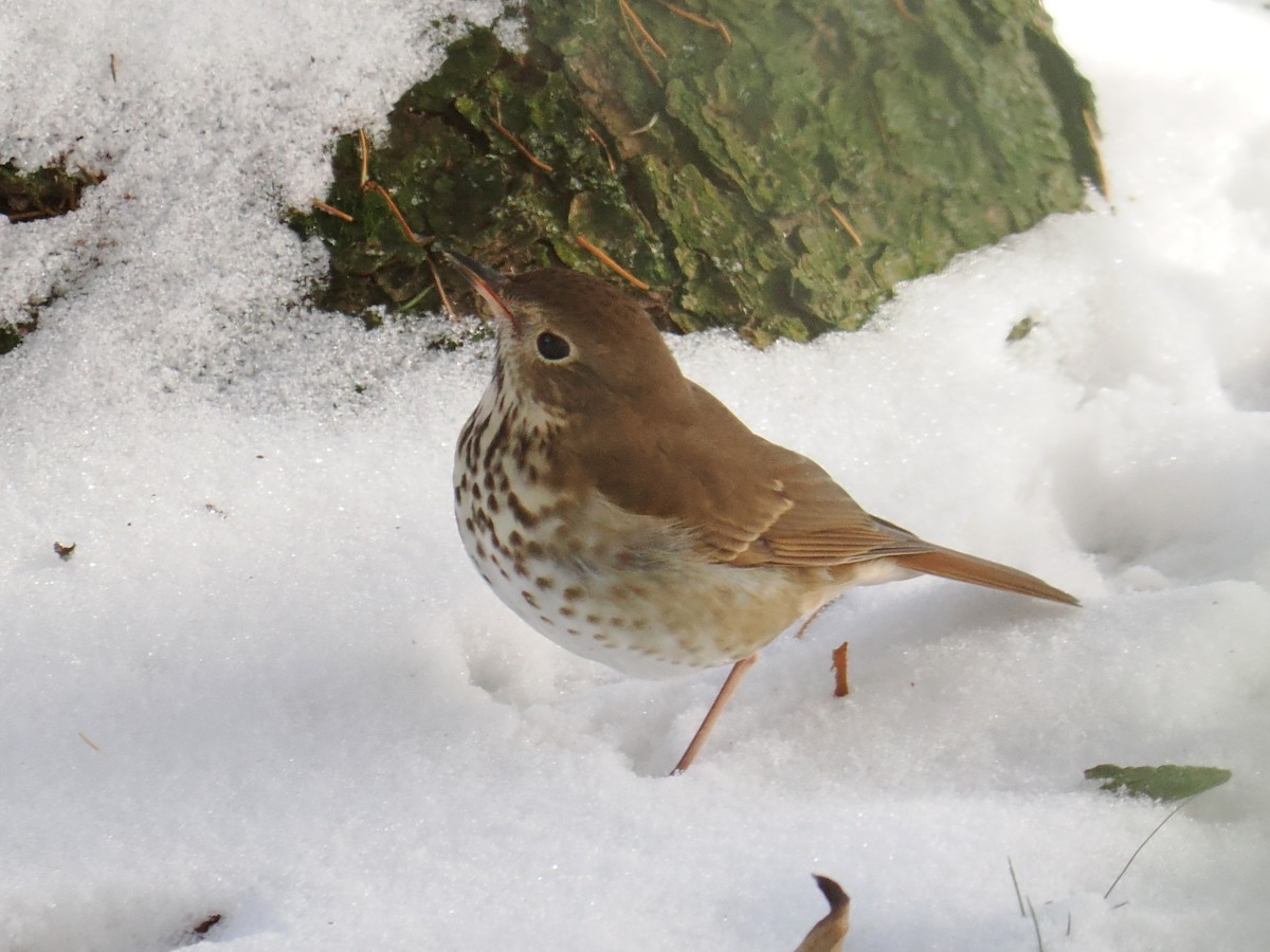 קיכלי חלוד-זנב - ML646588708