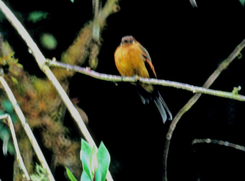 Cinnamon Flycatcher - ML64658871