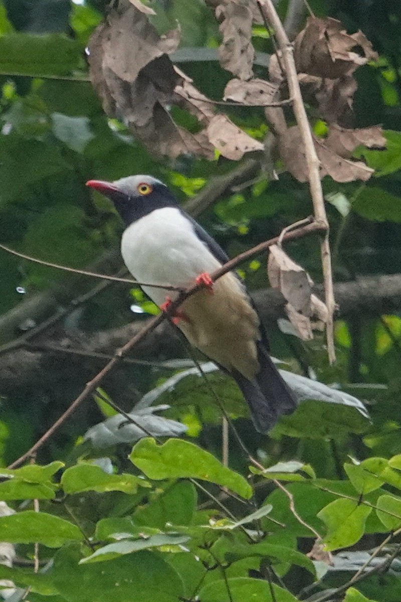 Red-billed Helmetshrike - ML646588710