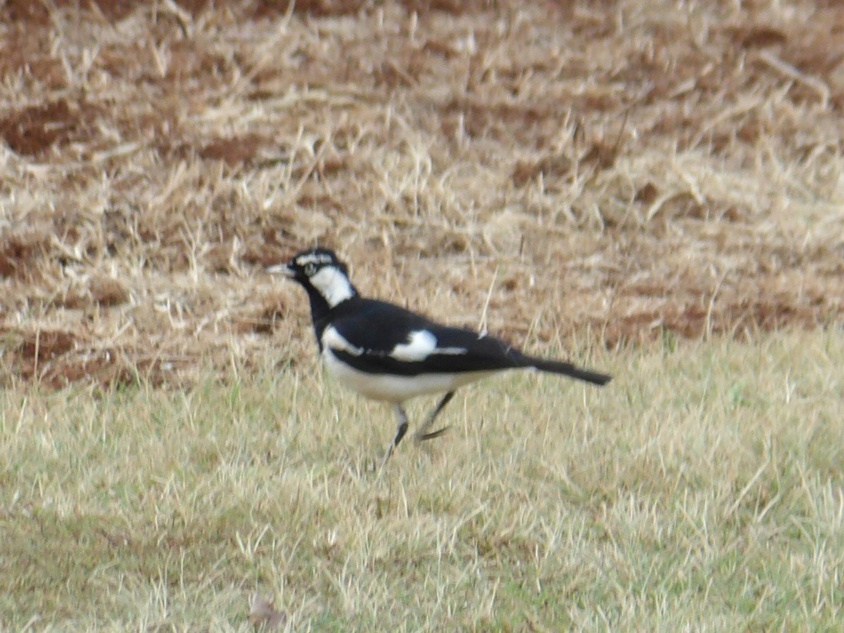 Magpie-lark - ML646588711