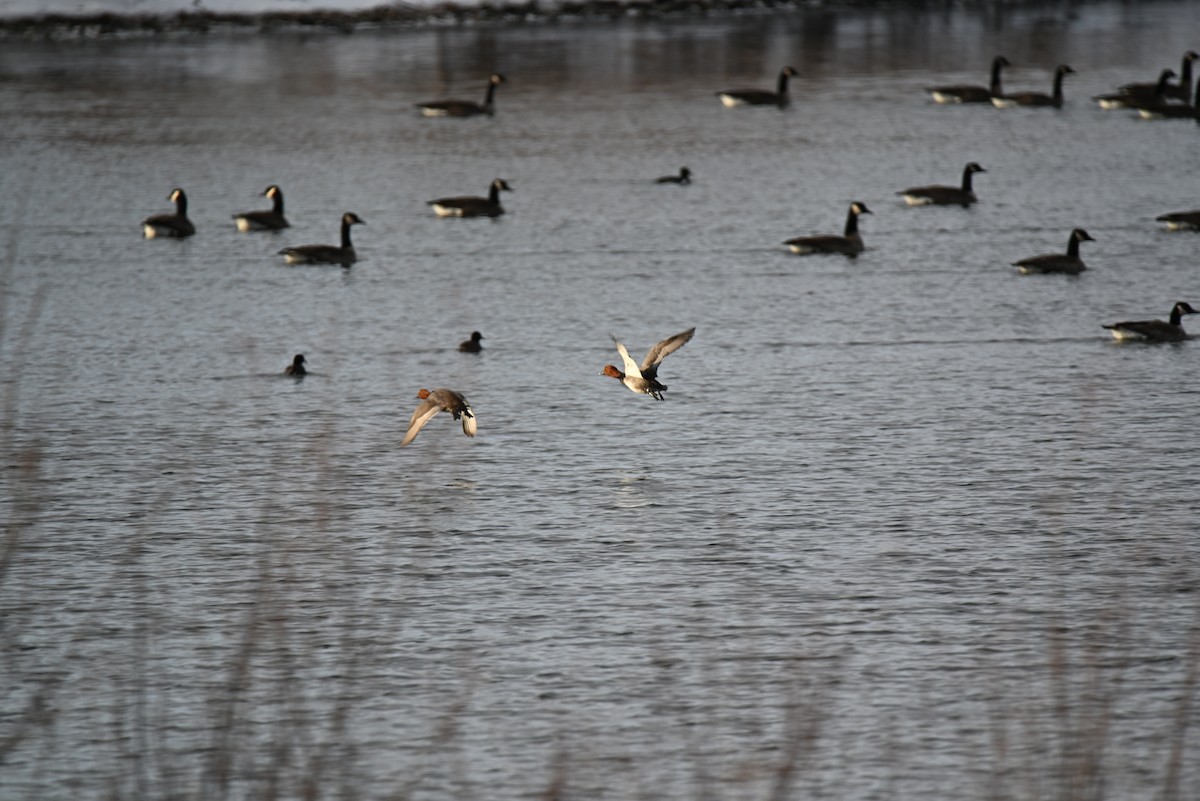 Redhead - ML646588713