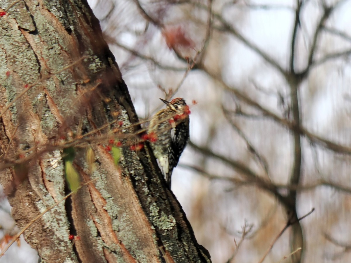 kanadasevjespett - ML646588725