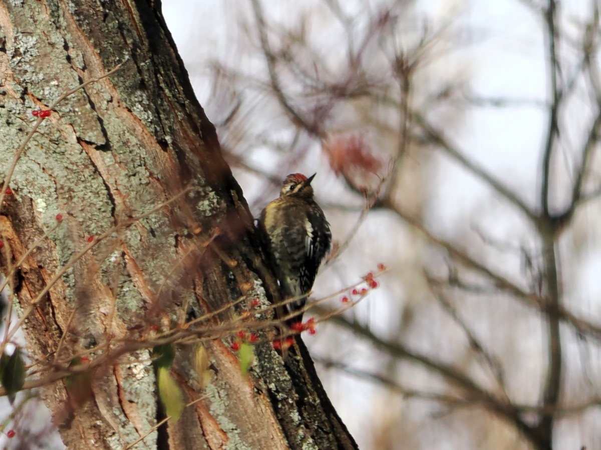 kanadasevjespett - ML646588726