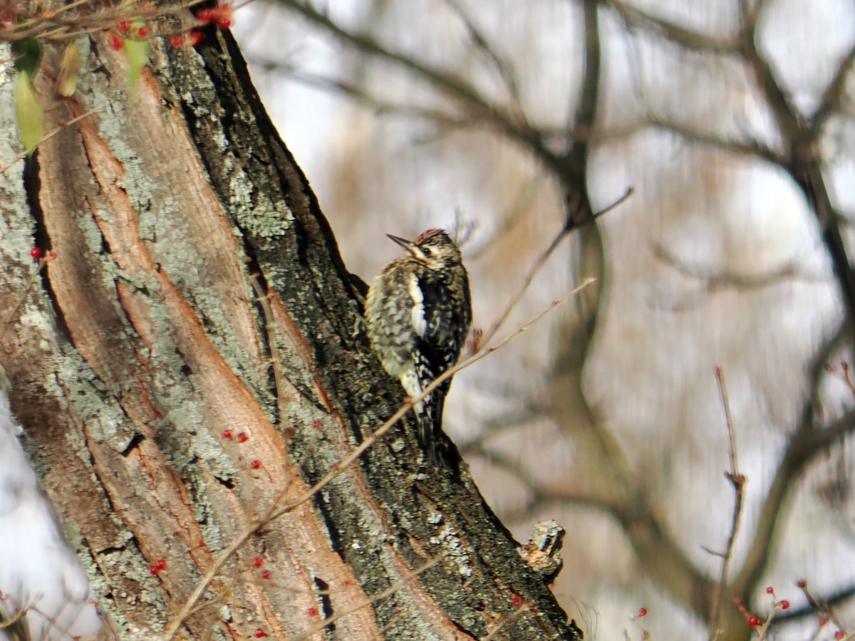 kanadasevjespett - ML646588727