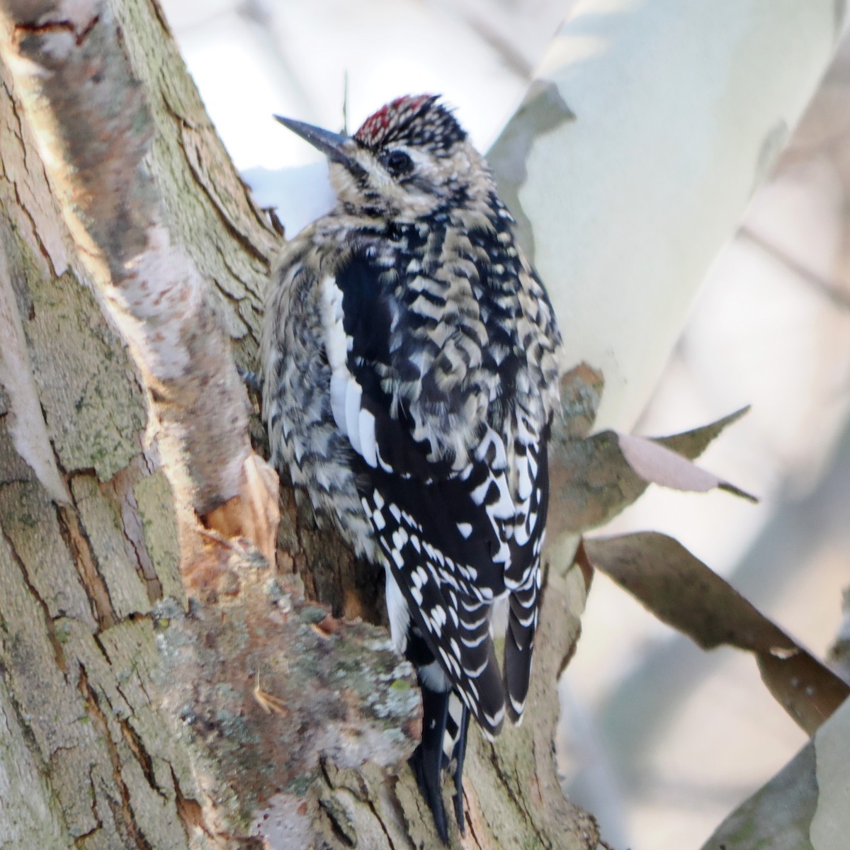 kanadasevjespett - ML646588728