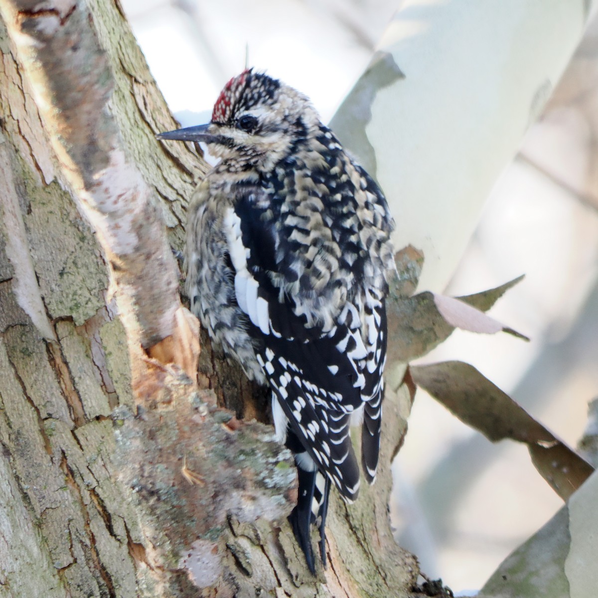 kanadasevjespett - ML646588729