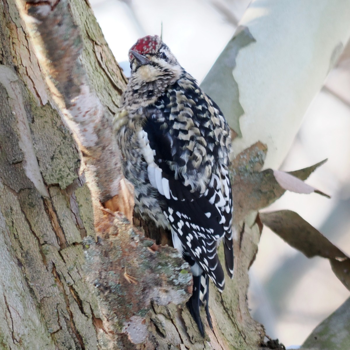 kanadasevjespett - ML646588730