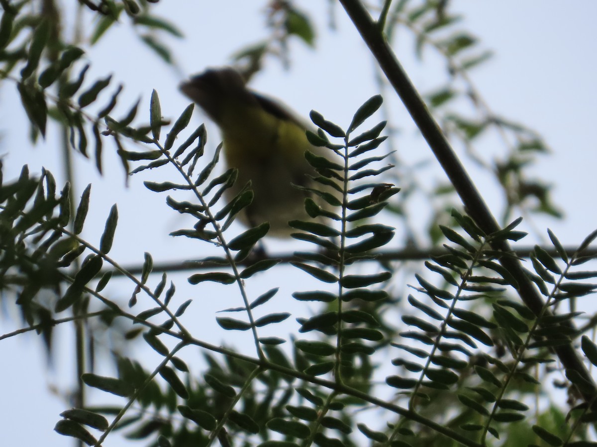 Anteojitos Oriental - ML646588732