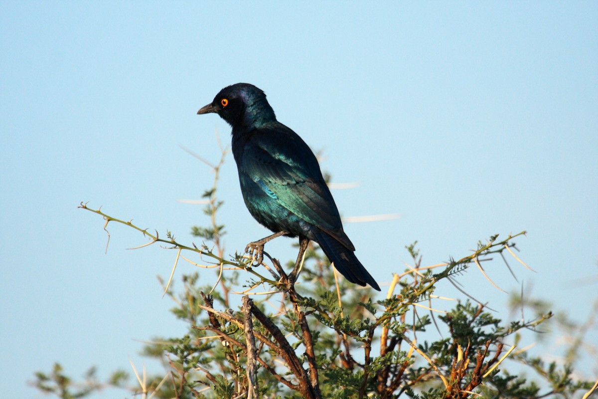 Estornino de El Cabo - ML646588734