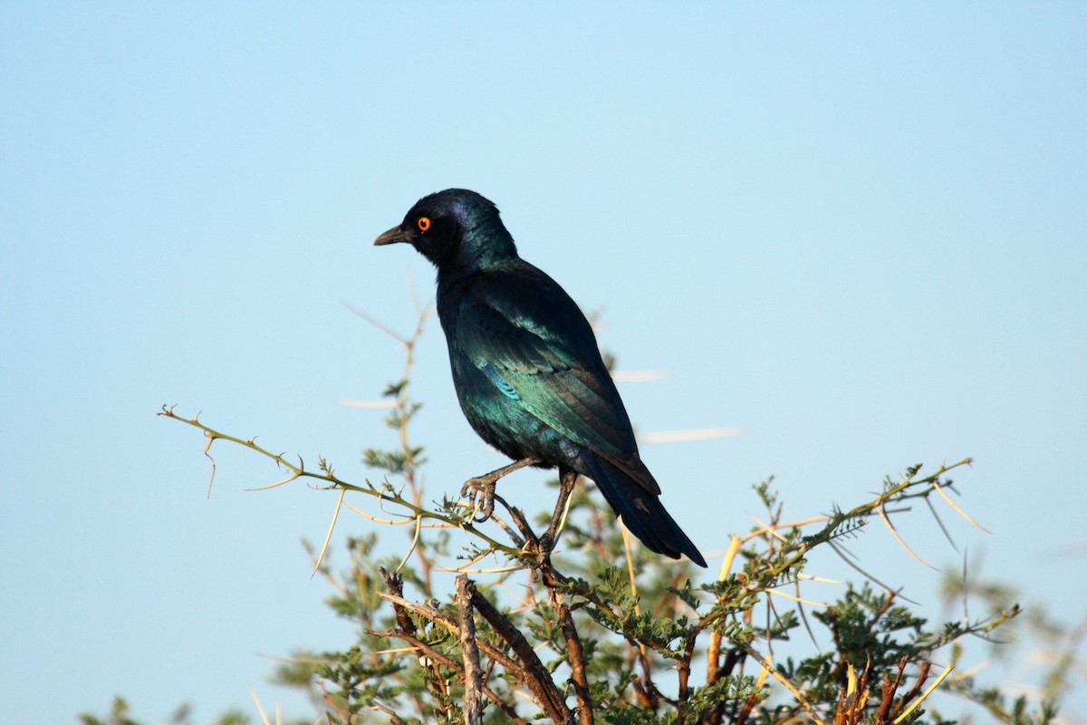 Estornino de El Cabo - ML646588735