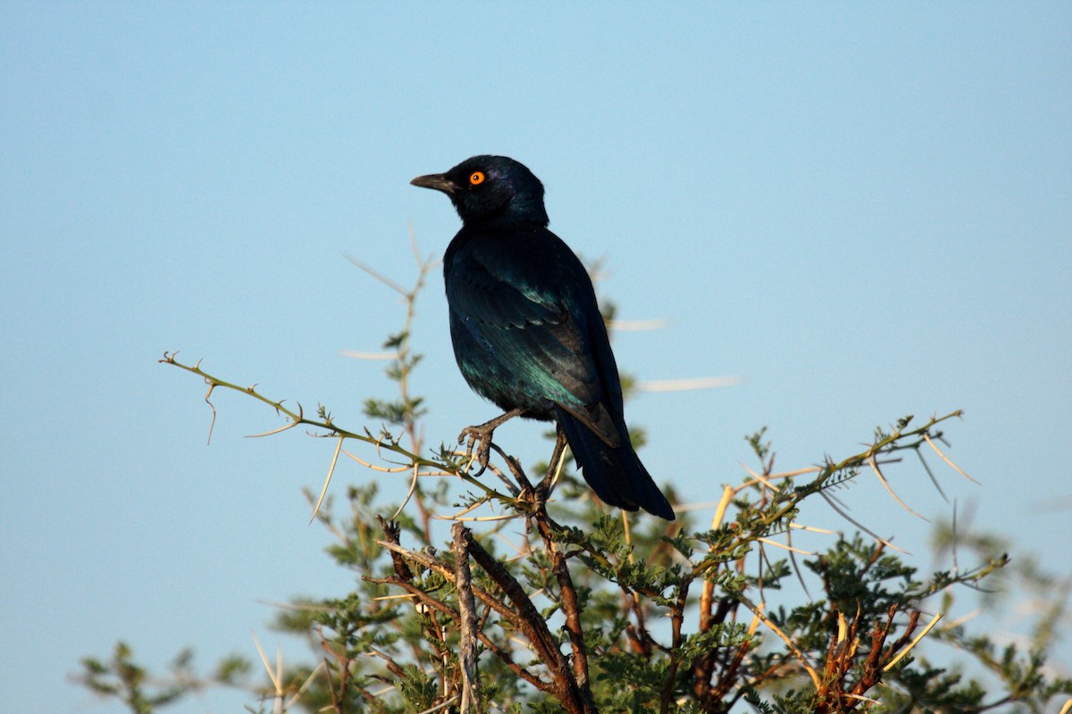 Estornino de El Cabo - ML646588736