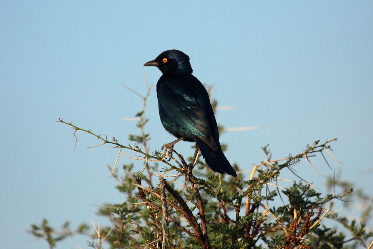 Estornino de El Cabo - ML646588737
