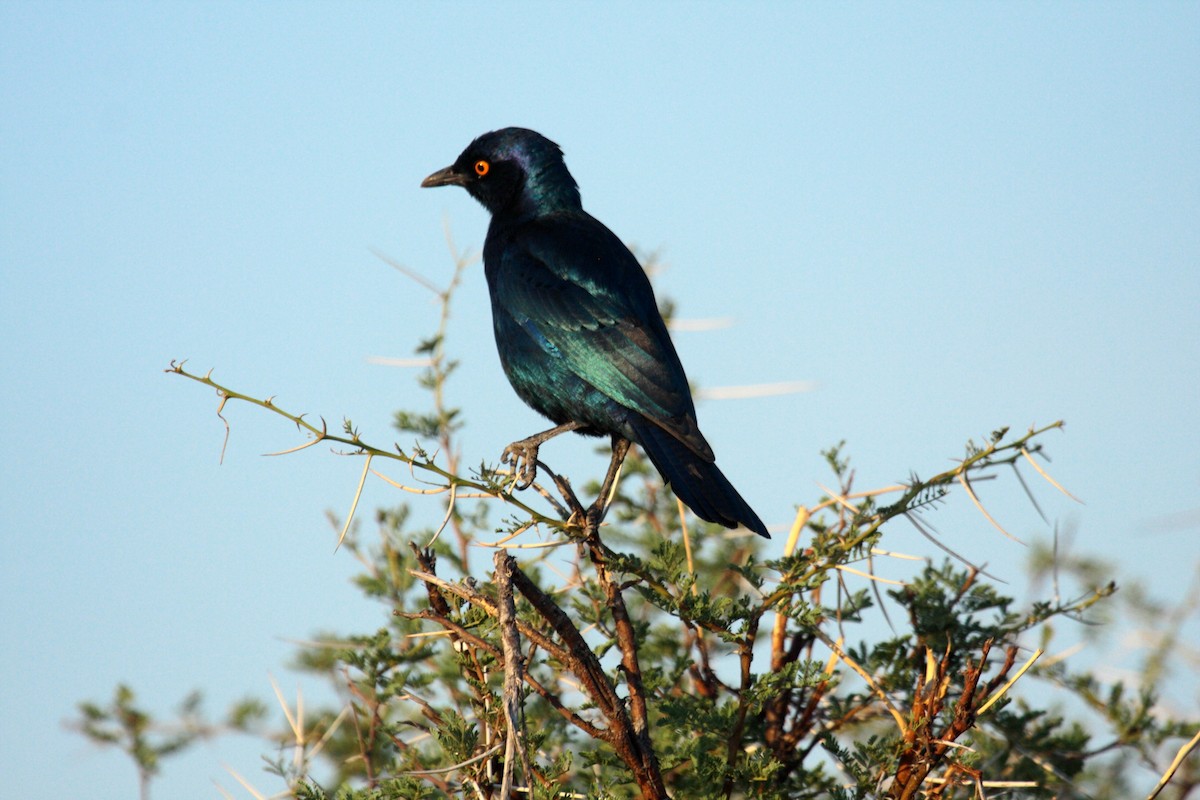 Estornino de El Cabo - ML646588738