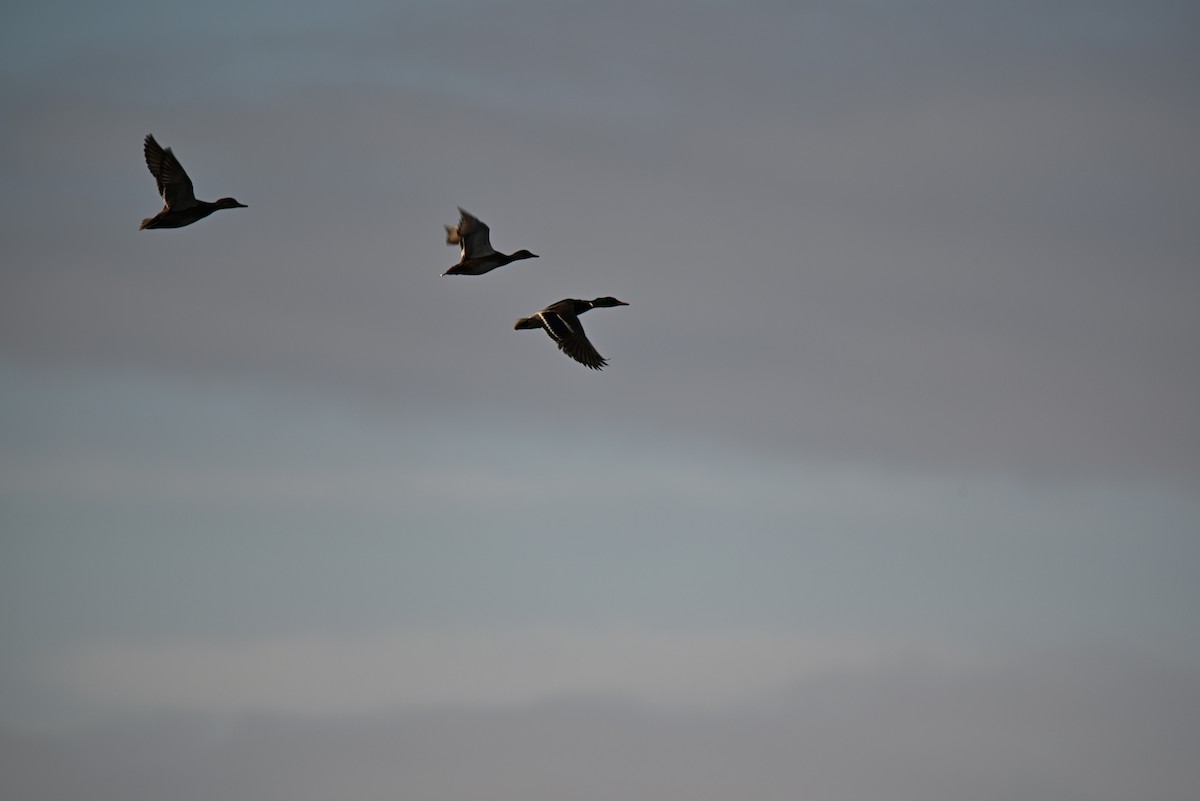 Ánade Azulón - ML646588739