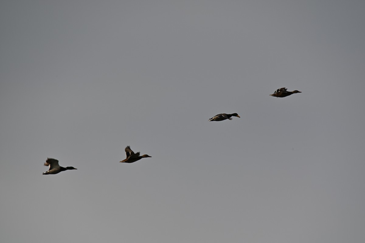 Ánade Azulón - ML646588740