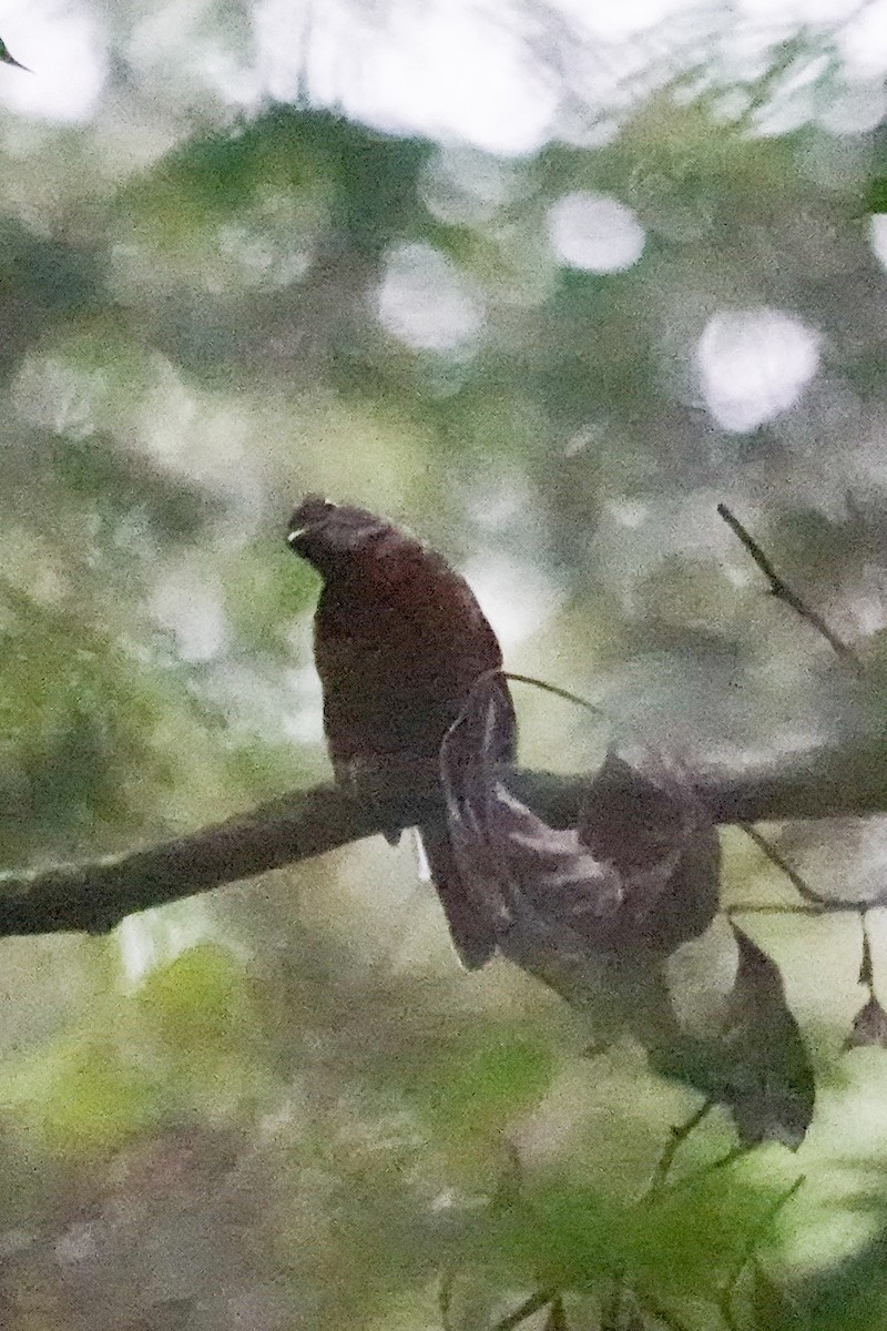 Zorzal de Finsch - ML646588743