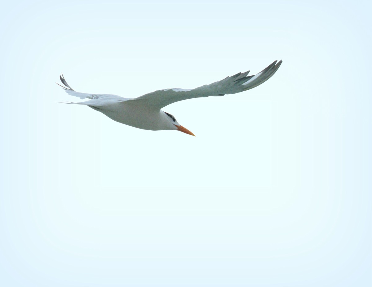 Charrán Real Americano - ML646588744